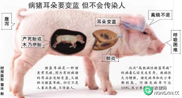 猪蓝耳病的临床表现