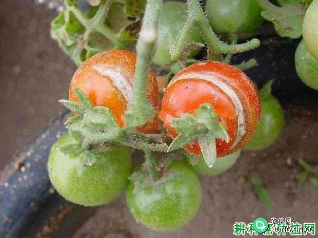 种植番茄如何预防裂果发生
