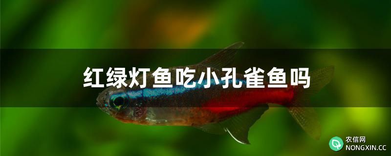 红绿灯鱼吃小孔雀鱼吗