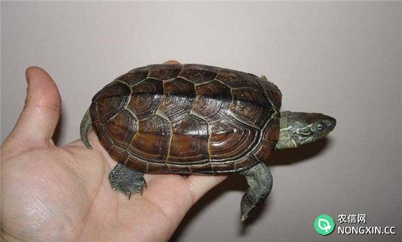 草龟能长多大
