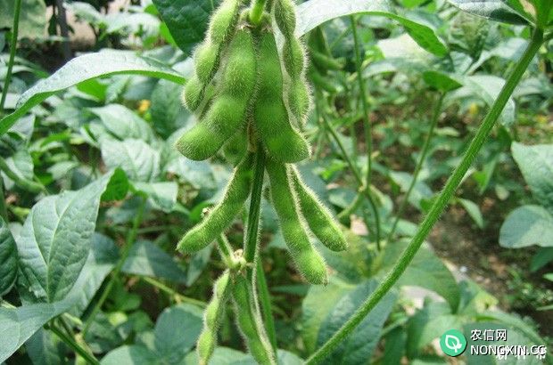 大豆结荚到成熟需要多长时间