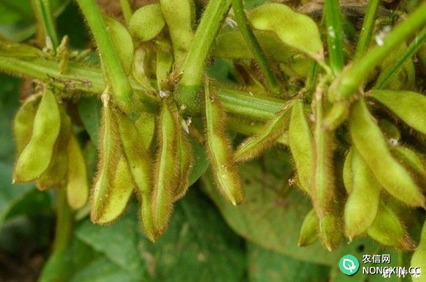 大豆结荚到成熟需要多长时间