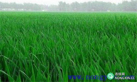 小麦优质高产栽培技术