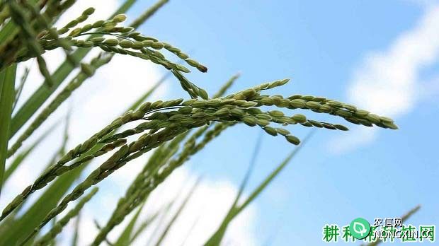 水稻空秕粒是什么引起
