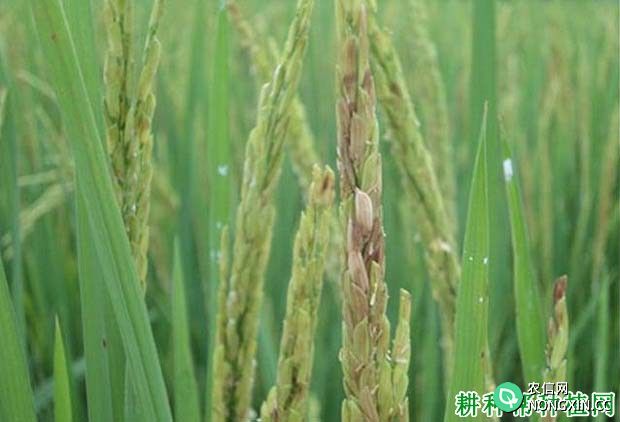 水稻空秕粒是什么引起