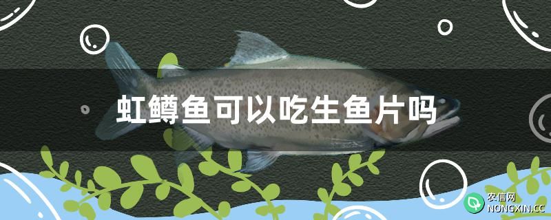 虹鳟鱼可以吃生鱼片吗