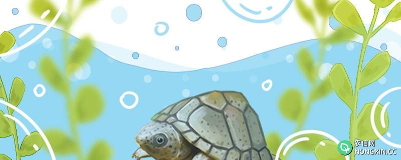 剃刀龟能深水养吗，能在水里一直养吗