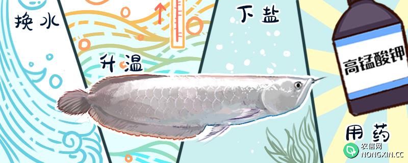 银龙鱼最大能长多长，多大能繁殖