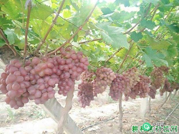 红地球葡萄品种适宜在哪里种植 需要什么条件