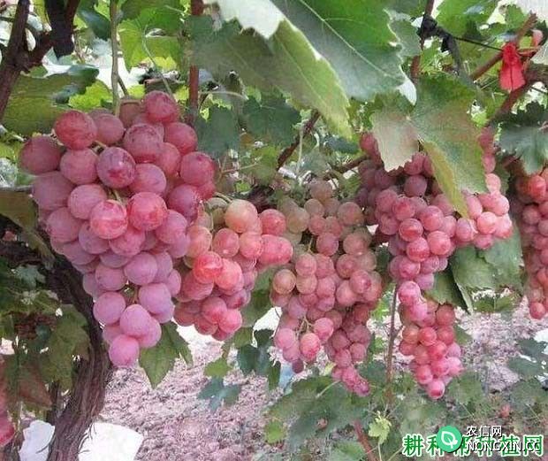 红地球葡萄品种适宜在哪里种植 需要什么条件
