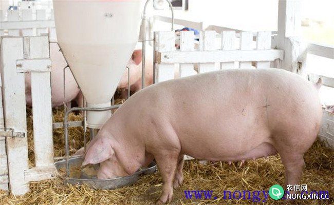 如何提高母猪泌乳量，保证母猪有足够的泌乳力