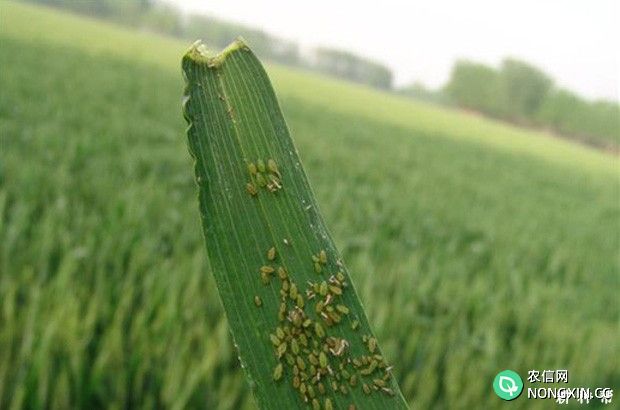如何防治小麦蚜虫