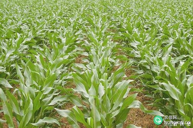 玉米施氮肥的作用是什么