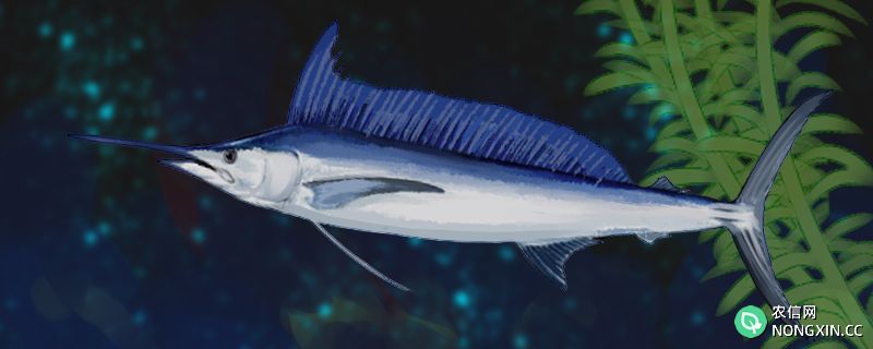 旗鱼是什么鱼，属于海水鱼吗