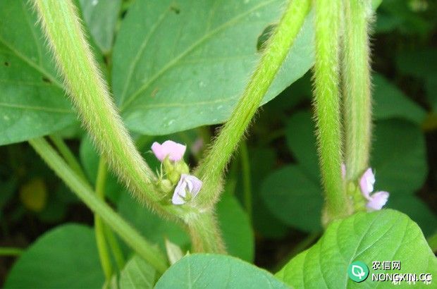 种植大豆可以使用哪些植物生长调节剂