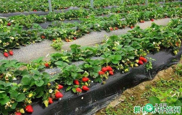草莓施氮肥用硝态氮还是铵态氮好