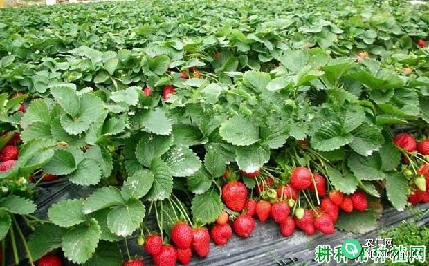 草莓施氮肥用硝态氮还是铵态氮好