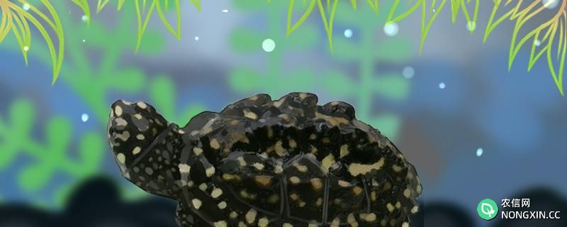 斑点池龟可以冷水过冬吗，冬眠多久