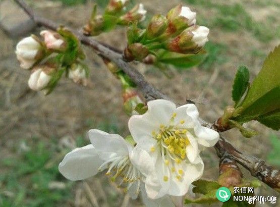 樱桃树怎么用多效唑促花