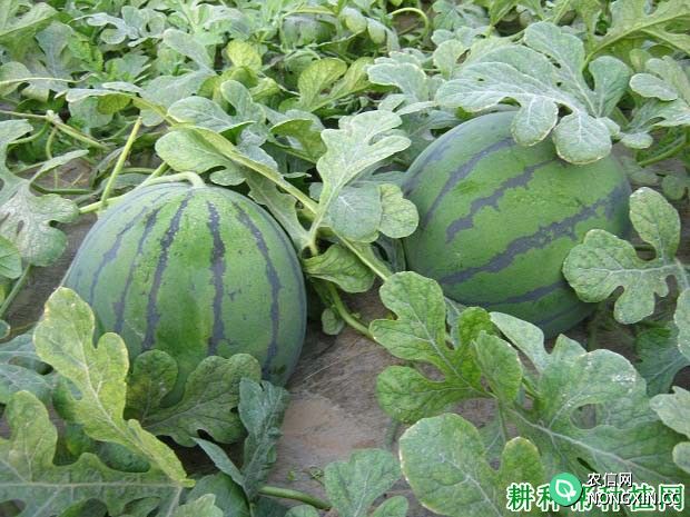 种植西瓜用什么肥料质量好 西瓜能用氯化钾吗