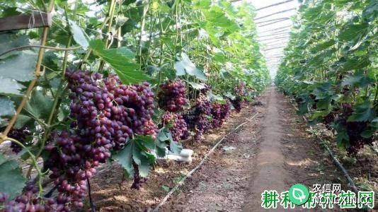 红地球葡萄品种可以在哪里种植 用什么方法种植