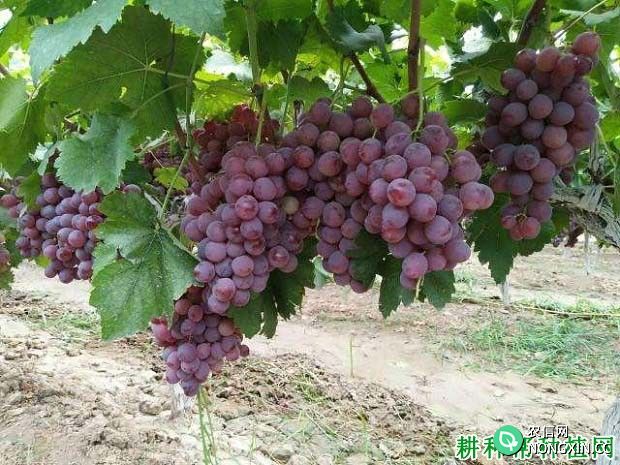 红地球葡萄品种可以在哪里种植 用什么方法种植