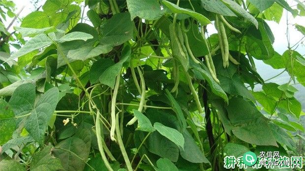 四季豆（菜豆）生长需要多少肥料