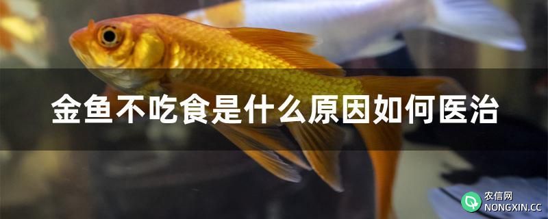 金鱼不吃食是什么原因如何医治