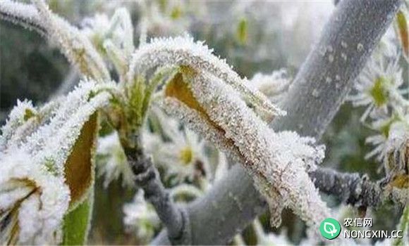果树霜冻类型与防御方法