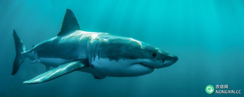 鲨鱼一年掉多少颗牙齿