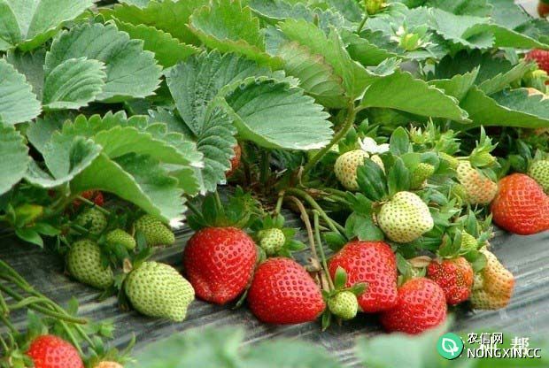 红颜草莓品种怎么样亩产是多少