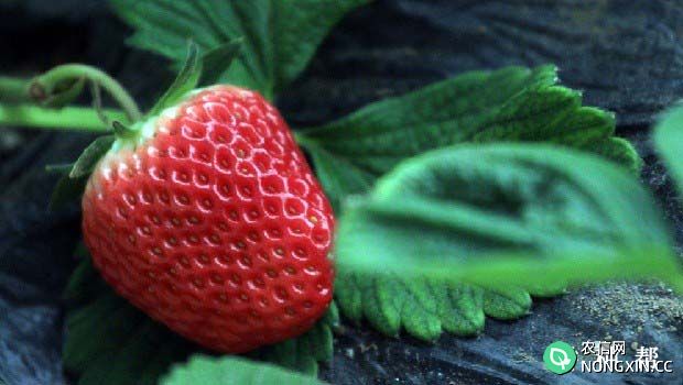 红颜草莓品种怎么样亩产是多少