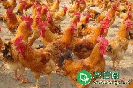 公鸡专用饲料配方及使用方法