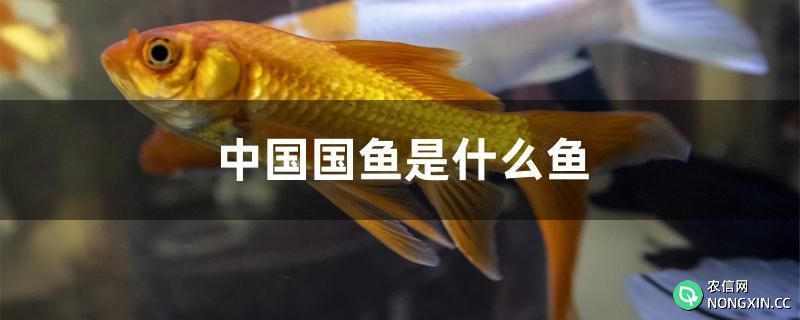 中国国鱼是什么鱼