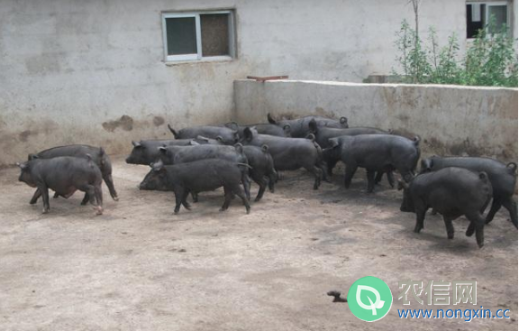 沂蒙黑猪简介，沂蒙地区的特有黑猪品种(3)