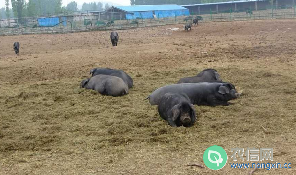 沂蒙黑猪简介，沂蒙地区的特有黑猪品种(2)