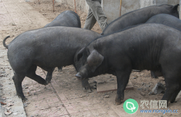 沂蒙黑猪简介，沂蒙地区的特有黑猪品种(1)