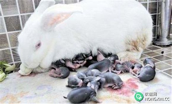 哺乳母兔的饲养管理