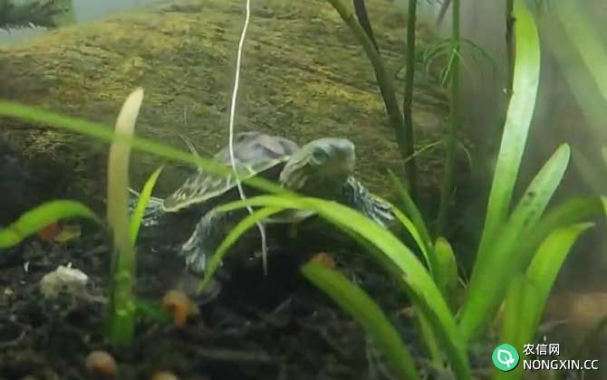 小乌龟