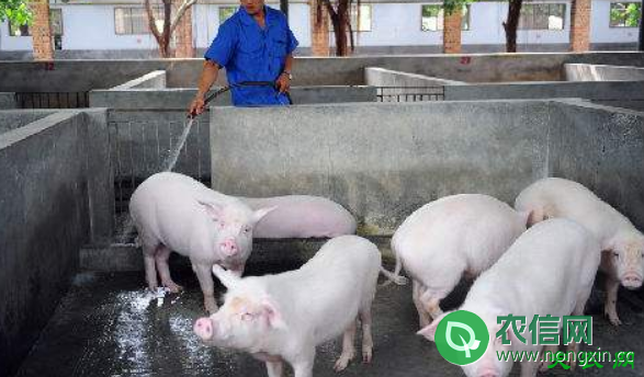 小型养猪场成本与养猪利润分析
