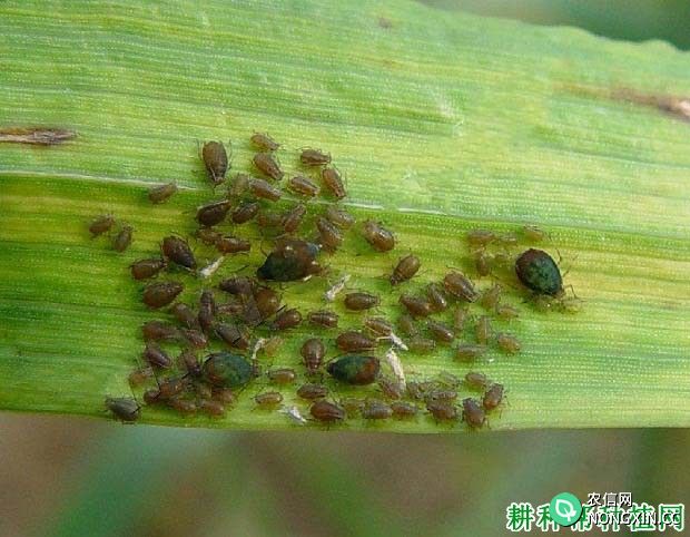 种植小麦如何防治黍蚜