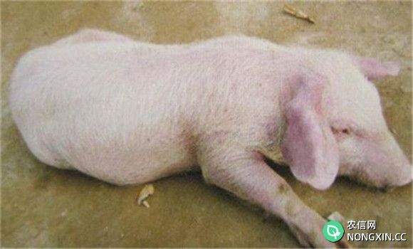 猪水泡病的病理特征