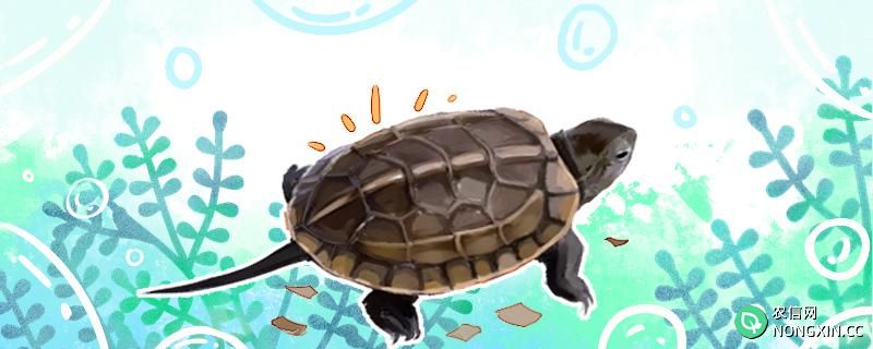 乌龟背上喷涂的图案对乌龟有什么影响