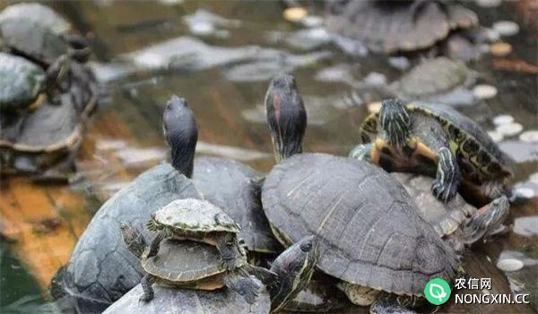 乌龟运输的方法