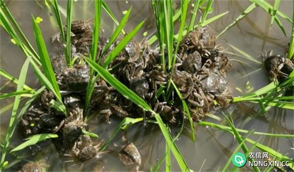 稻田养殖河蟹需做哪些准备