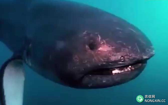 巨口鲨