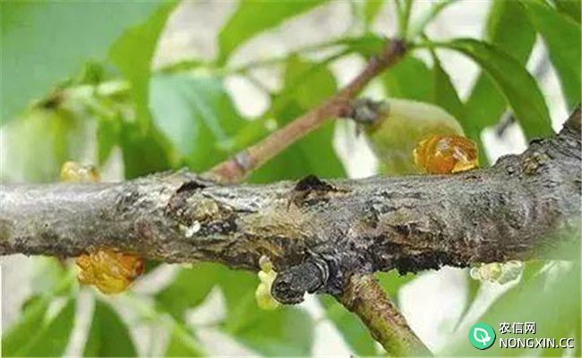 如何预防桃树介壳虫的发生