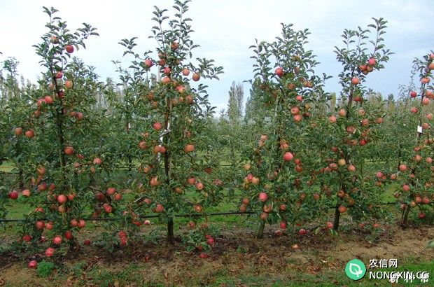 矮砧苹果树为什么能早结果早丰产