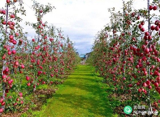 矮砧苹果树为什么能早结果早丰产