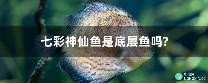 七彩神仙鱼是底层鱼吗?